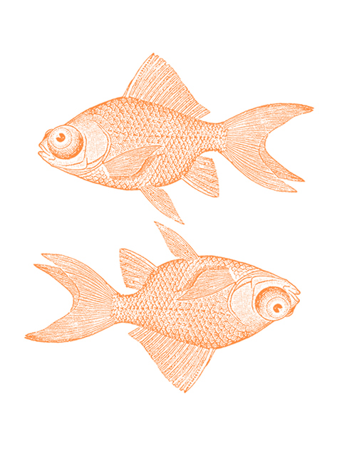 Double Goldfish 